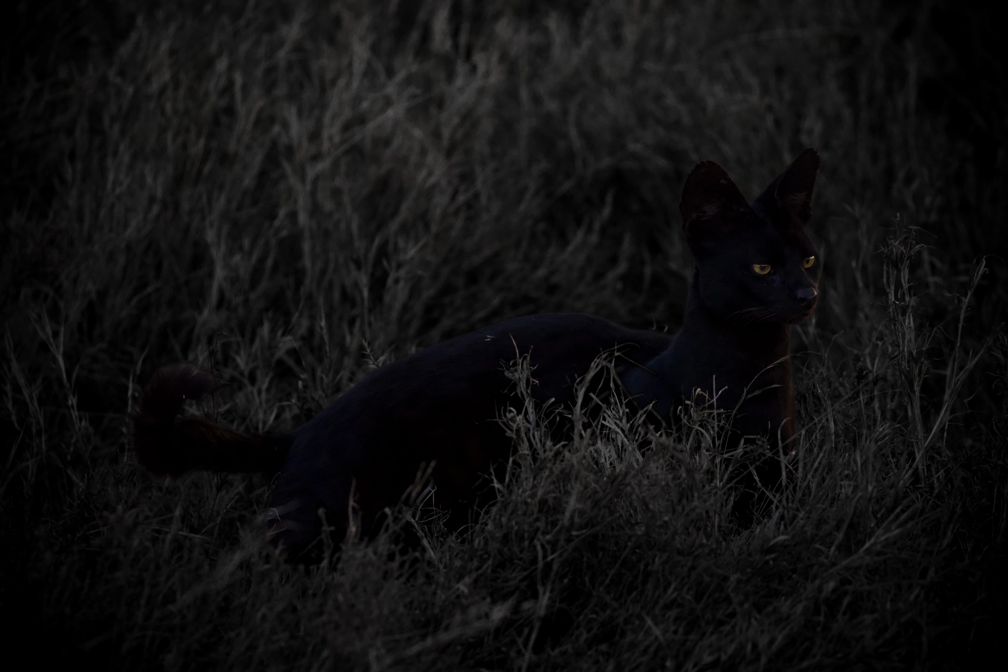 Black Serval Digital Background